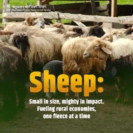 Sheep are a cornerstone of rural economies, offering income streams for small farmers. Let's recognize their invaluable contribution!
#Livelihood #SheepFarming