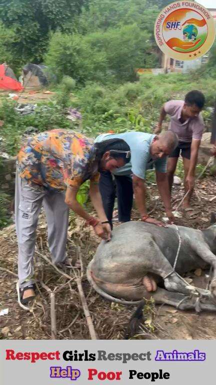 नाले में चला गया था इसको निकला इलाज किया अब ठीक है.🙏🏻Respect Girls help poor help animals #apsgurjar #cow #help #support #viral