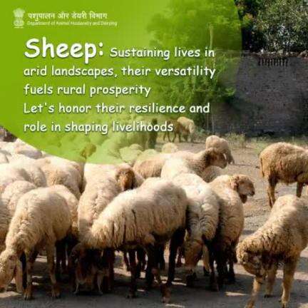 In the heart of arid lands, sheep thrive, offering sustenance and livelihoods to countless farmers and shepherds. Let's celebrate their multi-faceted utility! #SheepRearing #sheep #livestockcare