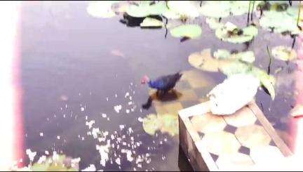 जल मंदिर!! पावापुरी #nalanda #pawapuri #birds #rainydays #pondfishing #lake #nature #viral #trending #latest