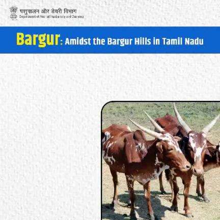 Bargur cattle: Guardians of tradition, biodiversity, and livelihoods amidst the scenic Bargur Hills in Tamil Nadu. #BargurCattle #Biodiversity #TraditionalLivelihoods #TamilNadu