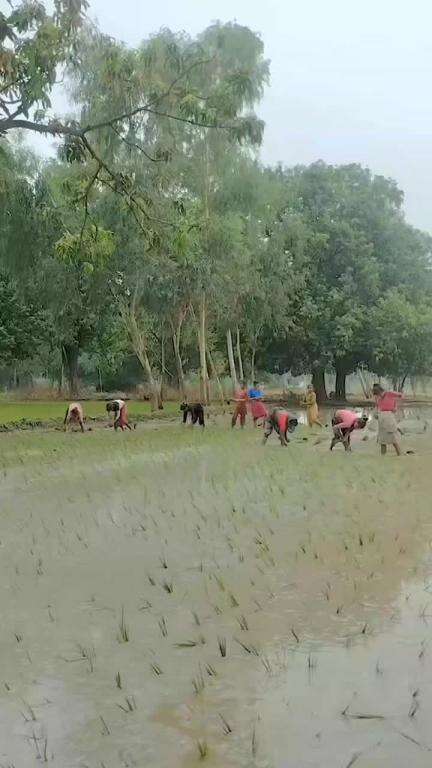 बारूपुर पंचायत में हो रही धन की रोपनी है रहा है बोरिंग से लोग खेत पता रहे हैं और चंपाकाल का लेयर भाग रहा है