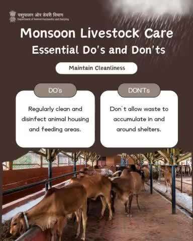 Keep your livestock healthy during the monsoon! Regularly clean and disinfect shelters, promptly remove waste, and use suitable bedding materials. #AnimalCare #monsoonsafety