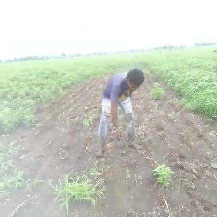 gram Okara Tanda Tahsil khategaon Jila Dewas kheton ki nuksan