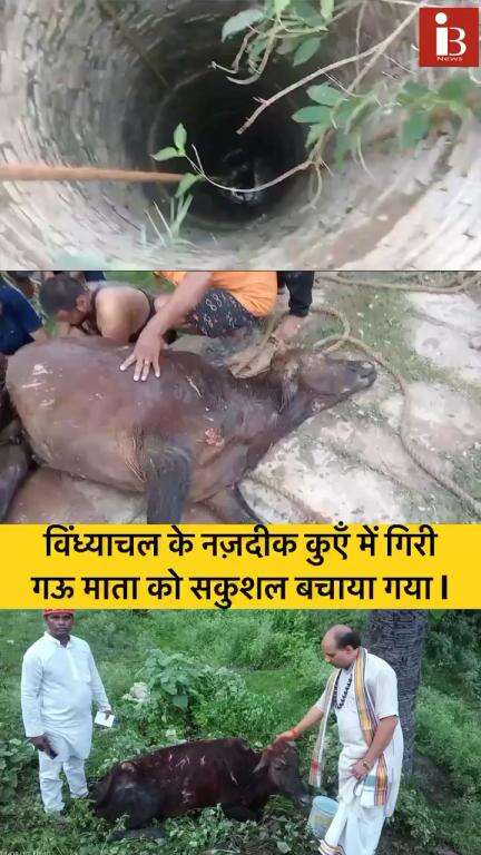 विंध्याचल के नज़दीक कूएँ में गिरी गौ माता को सकुशल बचाया गया l 
 #mirzapur #animal #cow #save #savelife #today #news