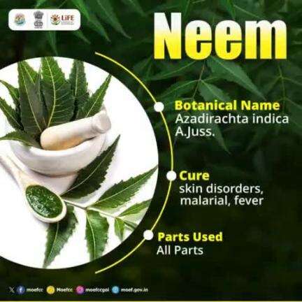 #MissionLiFE #ChooseLiFE #ProPlanetPeople
#Neem, a powerful #medicinalplant grown in India, is essential for every home garden. 
#railminindia
#moefcc
#gmblw