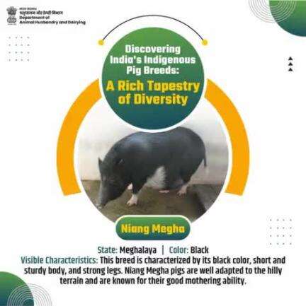 Introducing the Niang Megha pig from Meghalaya. With its sturdy build and excellent mothering ability, it thrives in the hilly terrains of the Northeast. 
 #IndianPigBreeds #LivestockDiversity #animalhusbandry