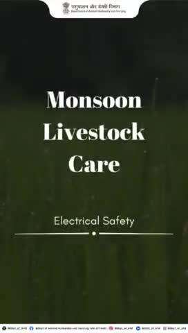 Ensure safety around electricity for your livestock! Keep them away from equipment and hazards for a secure farm environment.
#AnimalCare #monsoonsafety #livestockwelfare