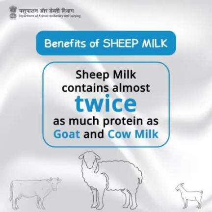 Sheep Milk: The Protein Powerhouse! With Nearly Double the Protein Content Compared to Goat and Cow Milk, It's Nature's Premium Source of Strength and Vitality. #sheepmilk #animalhusbandry