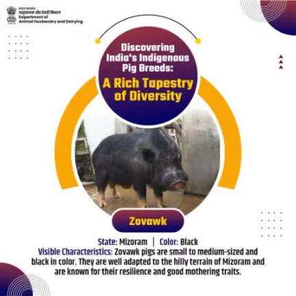 Zovawk, the black pig of Mizoram, thrives in the hills and is resilient. A staple in local farming and traditions.
#indianpigbreeds #livestockdiversity #animalhusbandry