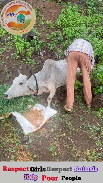 पहाड से गिरी गाय माता 🥺…
भारी बारिश में पहुचा JCB वाल वाल बची 🙏

Respect Girls help poor help animals 

#apsgurjar #help #support #viral