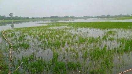 ग्राम बेनियापुर बढ़िया दिगर जगतापुर  ऐसे कई गांव के किसान कुआंनो नदी के बढ़ते जल स्तर के कारण परेशान #किसान #खेती #फसल