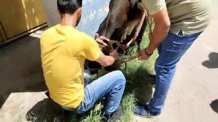 नीरज कुमार और उनके साथियों ने गंभीर घायल गोवंश का किया उपचार, लगभग पिछले 6 सालों में करीब 100 से ऊपर घायल गौबंश ठीक किए