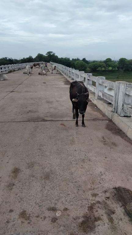 हटा के गोराघाट पुल पर सैकड़ो की तादात में सुबह से लेकर शाम तक खड़े रहते हैं गौवंश जिसमें आवागमन में असुविधा होती है ।