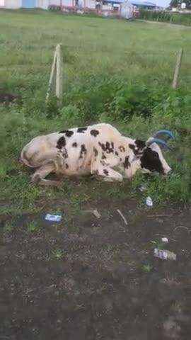 gram panchayat bmhodi main ye sab ho raha hai gau mata ke sat aasram se bahar dal diya gya hai gau mata ko treatment ni