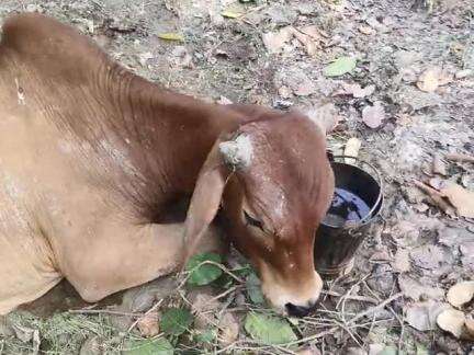 राजा भारिया जंगल बलरामपुर से उतरौला मार्ग

Raja bhariya jangal

#cmyogi
#balrampur#Uttarpradesh #animal#safe