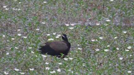 Bronze-winged jacana (Metopidius indicus)
local water bird #bird #jacana #pond