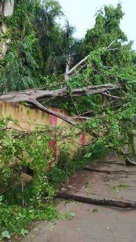 rura station Marg Bajrang Nagar Mein Ek ped Gira Hua Hai usko hatane ko jaldi Kripa Karen