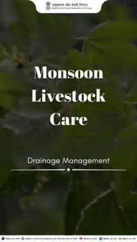 Keep your livestock shelters dry and safe! Effective drainage management prevents waterlogging for healthier animals.
#animalcare #monsoonsafety