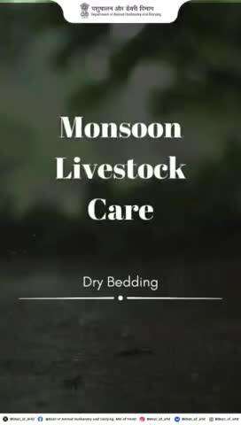 Keep your livestock cozy and healthy with dry bedding! Ensure it's clean and changed regularly to prevent infections and maintain hygiene. 
#animalcare #monsoonsafety