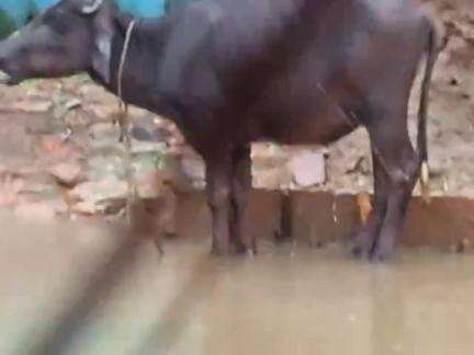 gram khajuri post jujharpur khajuri datiya madhya pradesh  Santosh jatav ka makan gir padh pani bharne ke karadkoikarbha