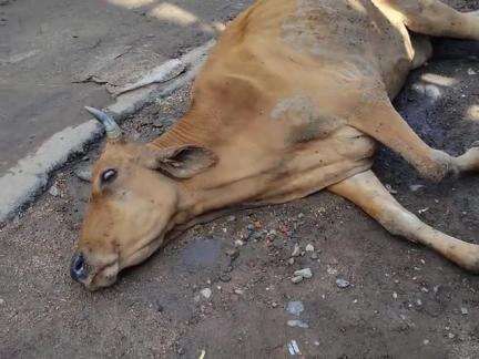 gau mata ki raksha kare plss Jamalpur chaliya gali munger sadar bajar Jamalpur