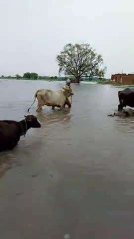 Madora 🌨️#viral #jhansi