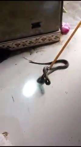 parwatta prakhand ke tehay gao me snake resqu kiya gaya bidhan sharma ke ghar se