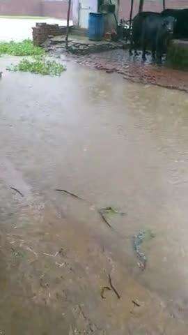 amanpur ke eshepur gaone talab ka pani ghusa gharo me log huye paresan