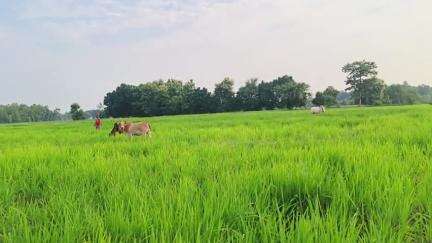 जानवरों से किसान हो रहे परेशान