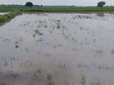 गांव पिपरौली में बाढ़ग्रस्त पुरा गांव है और यह कोई सुनवाई नहीं हुई है अभी तक न कोई सर्वे हुआ है