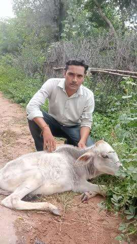 गौशाला के जानवर रोड पर कुचल रहे हैं,किसी का कोई ध्यान नहीं है,ग्राम पंचायत चंदपुरा