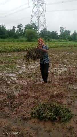 pani girne se hua kishano ka bada nuksan khet me hi shad rahe hai urda