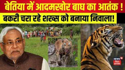 Bettiah Tiger Attack: बेतिया में बाघ का आतंक, बकरी चरा रहे शख्स को बनाया निवाला ! | Bihar News