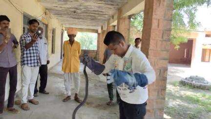 महावीर जैन मेरा नाम है , इन 🐍 सांपो की जान बचाना मेरा काम है !  ☎️ 7073274011