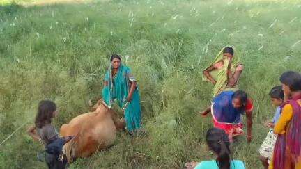 मोहम्मदगंज: मोहम्मद गंज थाना क्षेत्र के कोल्हुआ गांव में बिजली के नंगे तार की चपेट में आने से दो गायों की मौत