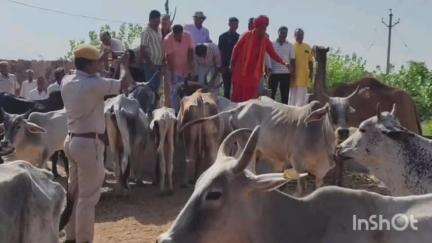 पोकरण: भाजपा सेवा संकल्प पखवाड़े में विधायक महान प्रताप पुरी ने फलसूंड की श्रेणी माता गौशाला में गायों को गुड़ व हरा चारा खिलाया