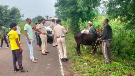 प्रभात पट्टन: सांईखेड़ा पुलिस ने गौवंश तस्करी करने वाले आरोपियों पर की कार्यवाही, तीन नग गौवंश को पहुंचाया पारसडोह गौशाला।