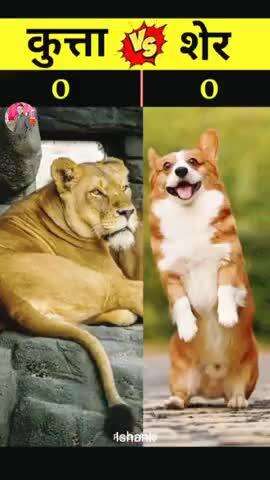 dog vs lion #cartoon #comedy