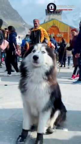 A dog reached to Kedarnath #kedarnath #uttarakhand