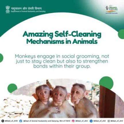 Monkeys: Clean and Connected 
Monkeys groom not just for cleanliness but also to bond with each other! Social grooming helps keep their fur parasite-free and strengthens relationships within the group.
#SpecialCampaign4