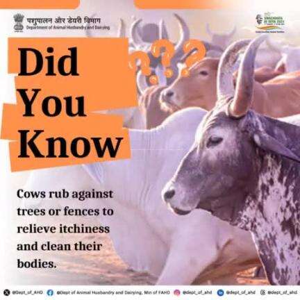 Cows: Scratching That Itch 
Cows often rub against trees or fences to relieve itchiness and clean their bodies. It’s their own version of a body scrub! 
SpecialCampaign4 #cleanindia #swachhatahiseva2024