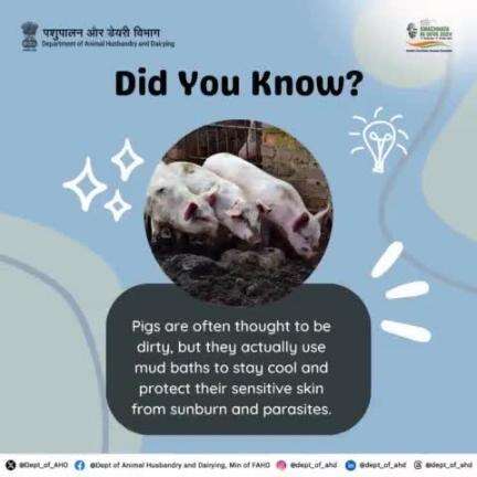 Pigs: Muddy But Clean 
Pigs may look messy, but their mud baths are essential for cooling down and protecting their sensitive skin from sunburn and parasites.
#SpecialCampaign4 #CleanIndia #animalcare