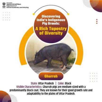 Introducing Ghurrah, the black-coated pig from Uttar Pradesh, renowned for its growth rate and adaptability. A farmer's reliable companion. 
#Ghurrah #IndigenousBreed #FarmersCompanion #SustainableFarming #AnimalHusbandry