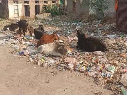 swachh Bharat mission ki udai  ja rhi dhajjiyan ward kramank 13 mein
adhikari ka koi nhi hai dyaan