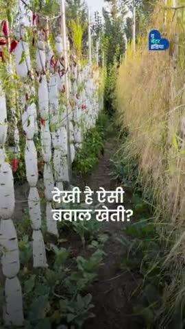 नीचे सब्जी, ऊपर चावल, देखी है ऐसी बवाल खेती?
#vertivcalfarming #kashmir #innovativefarming #ricefarm #verticalricefarm #