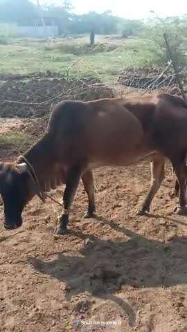 gram bhadeora konch jalaun