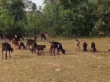 झारखंड में हाथी निवास कर रहे हैं 25 तारीख के 11वां महीना 2024 में कर रहे हैं झारखंड में हाथी निवास चरवाहा बताया कि झारखं