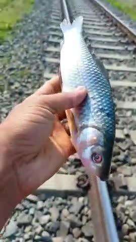 Railway par fish ko rakhne par kya huaa kya fish bachegi #virel #reel #publicapp 2024 #2024