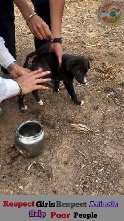 किसी ने इसके पैर को जला दिया 🥺🐶

Respect Girls help poor help animals 

#apsgurjar #dog #animals